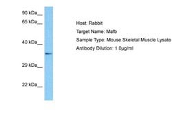MafB Antibody, Novus Biologicals 100 &mu;L; Unconjugated:Antibodies, Polyclonal